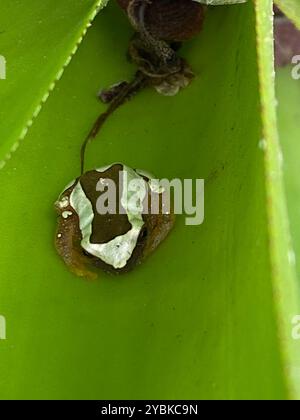 Eleganter Waldbaumfrosch (Dendropsophus elegans) Amphibia Stockfoto