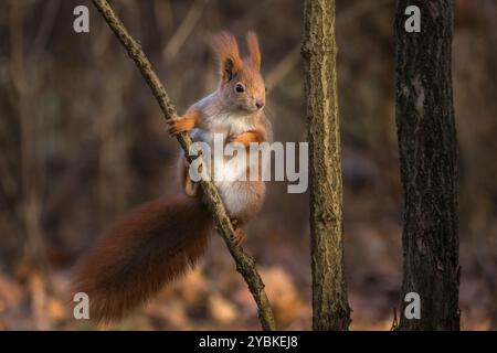 Ein rotes Eichhörnchen (Sciurus vulgaris) mit seinem niedlichen Bauch, der in einer lustigen Pose auf einem dünnen Baumzweig thront, in den Herbstfarben Stockfoto