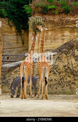 Frankreich, Maine-et-Loire (49), Doué-la-Fontaine, biopark Zoo, Giraffe Stockfoto