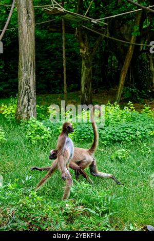 Frankreich, Maine-et-Loire (49), Doué-la-Fontaine, biopark Zoo, Stockfoto