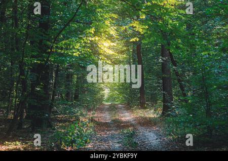 Grüner Wald mit unbefestigtem Weg, der tief geht. Sonnenstrahlen brechen durch die Blätter. Bildschirmschoner für friedliche Wälder Stockfoto