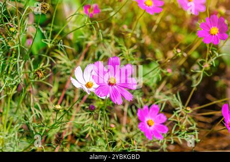 Helle Blumen von Kosmea blühten auf Blumenbeet an sonnigen Tagen. Konzept des Gartenbaus, Blumenzucht Stockfoto