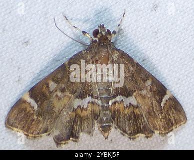 Gefleckte Rüben Webworm Moth (Hymenia perspectalis) Insecta Stockfoto
