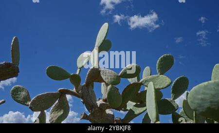 Italienischer Feigenkaktus in der süditalienischen Region apulien unter einem hellblauen Himmel mit verstreuten Wolken Stockfoto