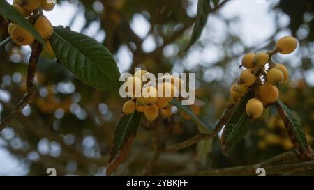 Nahaufnahme von Früchten und Blättern von Loquat eriobotrya japonica auf einem Baum in apulien, italien, mit leuchtenden gelben Fruchtgruppen vor einem verschwommenen Hintergrund Stockfoto