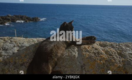 Eine schwarze Katze, die auf einer Steinmauer liegt und den sonnigen Blick auf die Küste in gallipoli, apulien, salento, italien genießt. Stockfoto