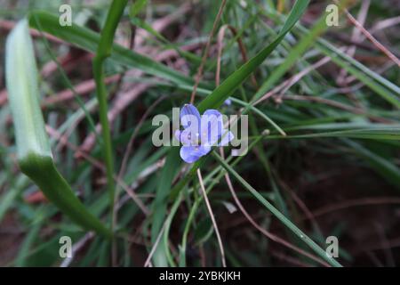 Blaue Sterne (Chamaescilla corymbosa) Plantae Stockfoto