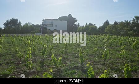 Ein Weinberg in süditalien mit Weinreihen und einem weißen Gebäude im Hintergrund an einem sonnigen Tag in apulien, europa, umgeben von üppigem Grün Stockfoto