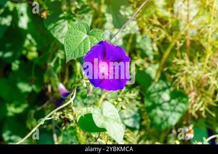 Blaue Mornin-Blume im Detail. Ipomoea Indica. Blühende Blumen, Landschaftsdesign. Makro Stockfoto