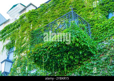 Die Gebäudewand ist mit lebhaftem Efeu bedeckt und zeigt einen eleganten Balkon und eine Straßenlampe, die eine harmonische Mischung aus Natur und Architektur verkörpert Stockfoto