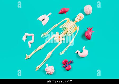 Lebendiges Skelett-Modell, umgeben von Organfiguren, zeigt Elemente der menschlichen Anatomie für Bildungszwecke. Stockfoto