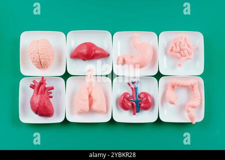 Satz von anatomischen Miniaturmodellen, die menschliche Organe darstellen, die auf weißen Tabletts angeordnet sind. Ideal für Ausbildung und medizinische Ausbildung. Stockfoto