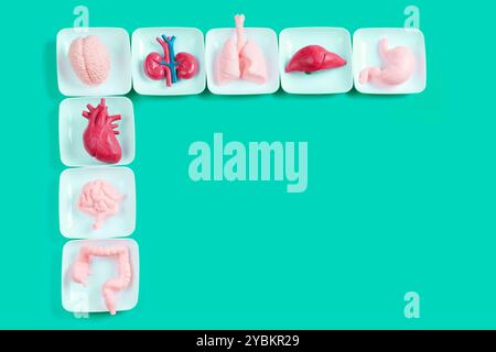 Menschliche Organmodelle, die auf weißen Platten vor hellem blaublauem Hintergrund angeordnet sind und Schlüsselkomponenten der menschlichen Anatomie darstellen. Stockfoto