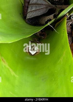 Eleganter Waldbaumfrosch (Dendropsophus elegans) Amphibia Stockfoto