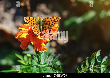 Schmetterling mit gelblich-braunen und schwarzen Punkten auf der Blüte. Unscharfer Hintergrund. Makrophoto Stockfoto