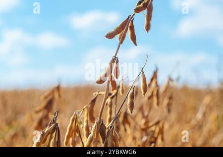 Goldene reife Sojabohnen auf dem Feld, Nahaufnahme. Sojabohnenfeld in goldenem Glanz vor verschwommenem blauem Himmel Stockfoto