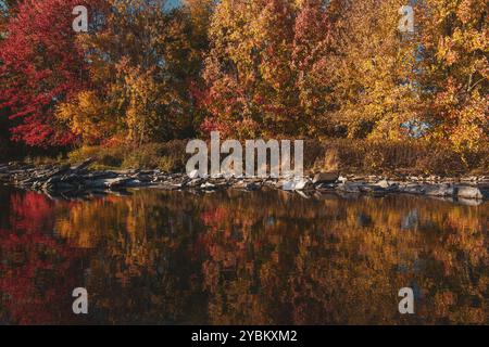 Die Herbstfarben auf einer Reihe von Bäumen spiegeln sich im ruhigen Wasser eines Baches wider. Stockfoto