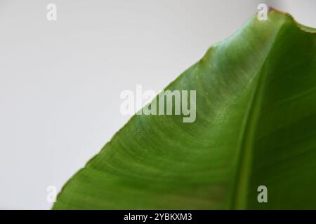 Spidermiten, ein üblicher Hauspflanzenschädling, auf einem grünen Bananenblatt. Die Spinnmilben sind kleine weiße Insekten. Stockfoto