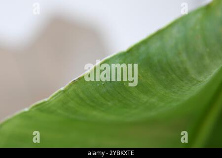 Spidermiten, ein üblicher Hauspflanzenschädling, auf einem grünen Bananenblatt. Die Spinnmilben sind kleine weiße Insekten. Stockfoto