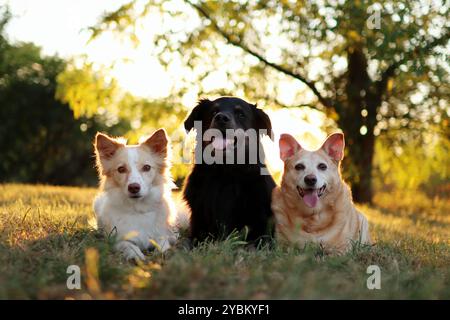 Im Herbst liegen drei adoptierte Kreuzungshunde zusammen im Park Stockfoto