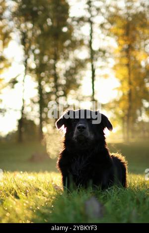 Adoptierter schwarzer Kreuzungshund posiert bei Sonnenaufgang im Park im Herbst Stockfoto