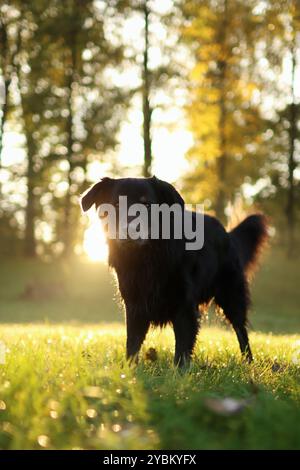 Adoptierter schwarzer Kreuzungshund posiert bei Sonnenaufgang im Park im Herbst Stockfoto