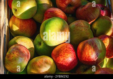 Viele rote Äpfel in der Schachtel. Nahaufnahme der rot-grünen Äpfel, die von der Sonne beleuchtet werden. Erntekonzession Stockfoto