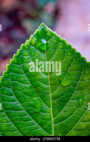 Wassertropfen auf Hortensie Blatt - Uganda Stockfoto