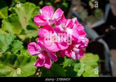 Hufeisengeranie ( Pelargonium zonale ) - Uganda Stockfoto