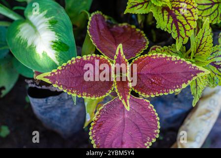 Coleus (Coleus scutellarioide) - Uganda Stockfoto