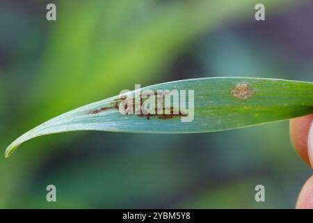 Pulverförmiger Schimmel, Blumeria graminis f.sp. Hordei und Netzfleck, Pyrenophora teres, Läsionen auf Keimling Gerstenblättern. Stockfoto