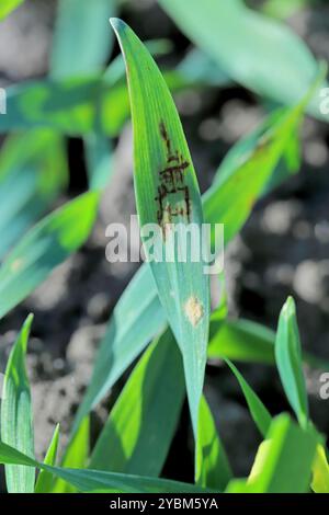 Pulverförmiger Schimmel, Blumeria graminis f.sp. Hordei und Netzfleck, Pyrenophora teres, Läsionen auf Keimling Gerstenblättern. Stockfoto