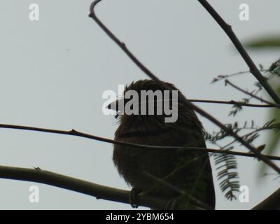 Crescent-Chested Puffbird (Malacoptila striata) Aves Stockfoto