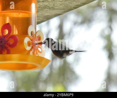 Amethyst Woodstar (Calliphlox amethystina) Aves Stockfoto