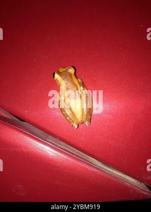 Eleganter Waldbaumfrosch (Dendropsophus elegans) Amphibia Stockfoto