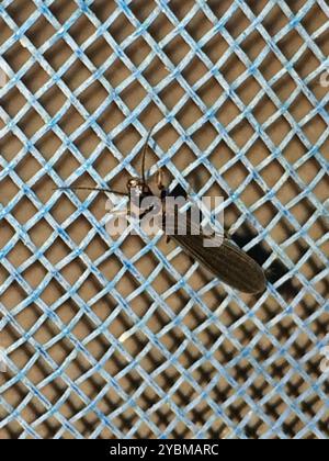 Webspinner (Embioptera) Insecta Stockfoto