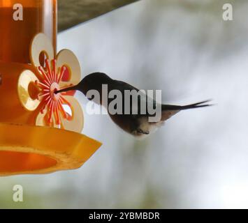 Amethyst Woodstar (Calliphlox amethystina) Aves Stockfoto