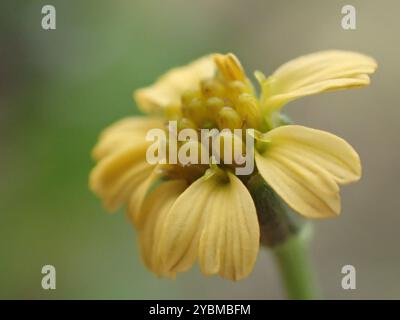 Einheimische Schusterstifte (Glossocardia bidens) Plantae Stockfoto