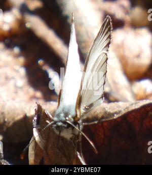 Geäderte White-Skipper (Heliopetes arsalte) Insecta Stockfoto