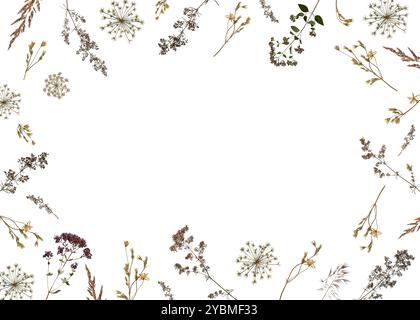 Rahmen aus getrockneten Wildblumen und Kräutern isoliert auf weiß. Perfekt für die Erstellung botanischer Karten, Hochzeitseinladungen, Rahmen, Designs. Stockfoto