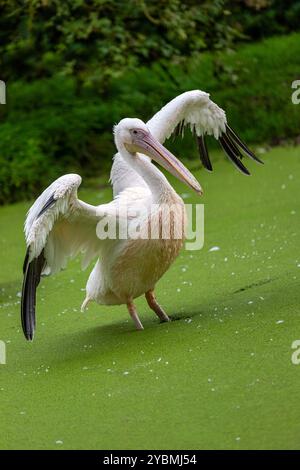 Voller Körper aus weißem Pelikan mit breiten Flügeln, die im grünen Teich stehen Stockfoto