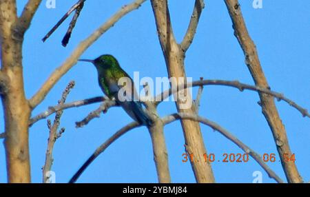 Blaubelüfteter Kolibri (Saucerottia hoffmanni) Aves Stockfoto