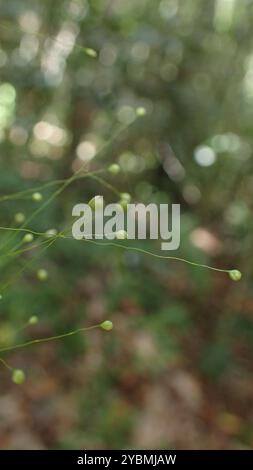 (Isachne mauritiana) Plantae Stockfoto