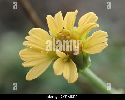 Einheimische Schusterstifte (Glossocardia bidens) Plantae Stockfoto