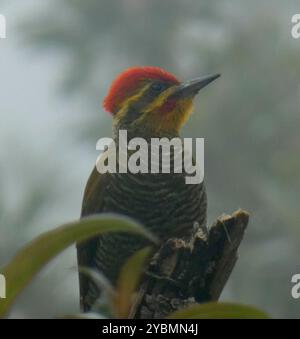 Weißspecht (Piculus aurulentus) Aves Stockfoto