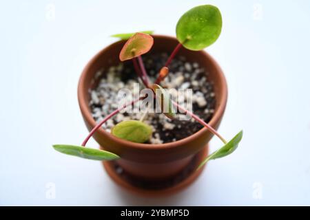 Pilea peperomioides, auch bekannt als chinesische Geldpflanze, Zimmerpflanze mit runden grünen Blättern. Isolierter weißer Hintergrund, in einem Terrakotta-Topf. Stockfoto