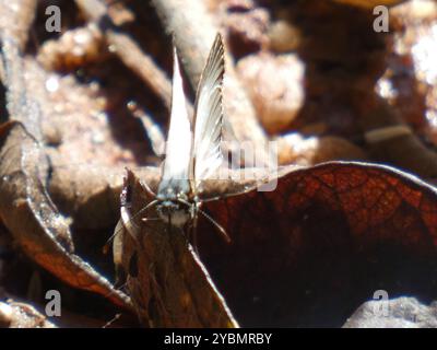 Geäderte White-Skipper (Heliopetes arsalte) Insecta Stockfoto