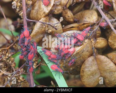 (Leptocoris vicinus) Insecta Stockfoto