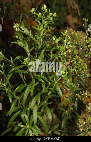 Tropischer Pferdegras (Erigeron sumatrensis) Plantae Stockfoto
