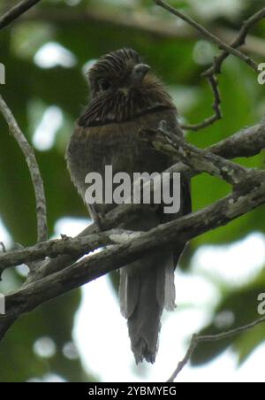 Crescent-Chested Puffbird (Malacoptila striata) Aves Stockfoto